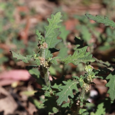 Dysphania pumilio (Small Crumbweed) at Dryandra St Woodland - 17 Jan 2021 by ConBoekel