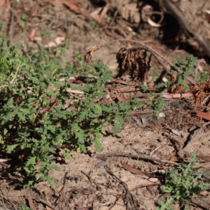 Dysphania pumilio at O'Connor, ACT - 18 Jan 2021 09:26 AM