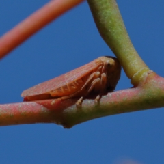 Katipo sp. (genus) (Leafhopper) at Dryandra St Woodland - 17 Jan 2021 by ConBoekel