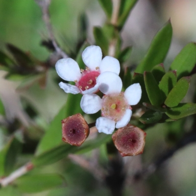 Sannantha pluriflora (Twiggy Heath Myrtle, Tall Baeckea) at O'Connor, ACT - 18 Jan 2021 by ConBoekel