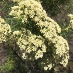 Cassinia longifolia at Peak View, NSW - 19 Jan 2021
