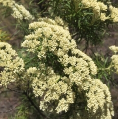 Cassinia longifolia at Peak View, NSW - 19 Jan 2021