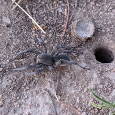 Portacosa cinerea (Grey wolf spider) at Stromlo, ACT - 16 Jan 2021 by SusanneG