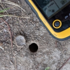 Portacosa cinerea at Stromlo, ACT - 16 Jan 2021