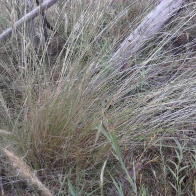 Rytidosperma pallidum (Red-anther Wallaby Grass) at Nangus, NSW - 9 Nov 2011 by abread111