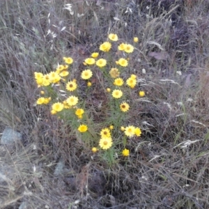 Xerochrysum viscosum at Jones Creek, NSW - 5 Nov 2011