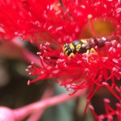 Hylaeus (Euprosopis) elegans (Harlequin Bee) at ANBG - 19 Jan 2021 by PeterA