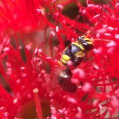 Hylaeus (Euprosopis) elegans at Downer, ACT - 19 Jan 2021