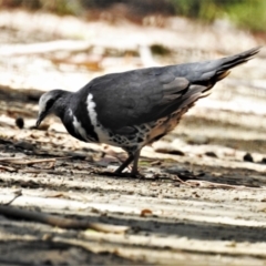 Leucosarcia melanoleuca (Wonga Pigeon) at Namadgi National Park - 19 Jan 2021 by JohnBundock