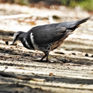 Leucosarcia melanoleuca at Cotter River, ACT - 19 Jan 2021