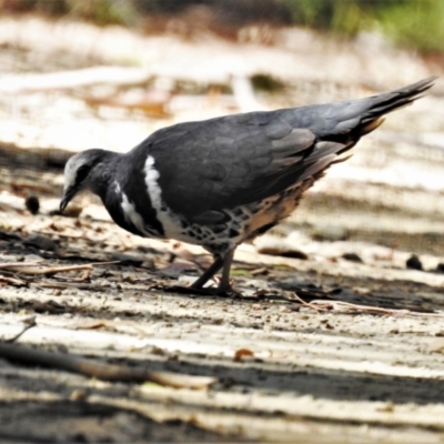 Leucosarcia melanoleuca (Wonga Pigeon) at Namadgi National Park - 19 Jan 2021 by JohnBundock