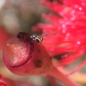 Hylaeus (Prosopisteron) littleri at Downer, ACT - 19 Jan 2021