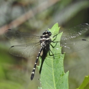 Eusynthemis guttata at Cotter River, ACT - 19 Jan 2021 11:54 AM