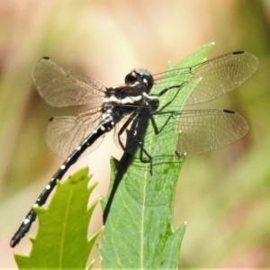 Eusynthemis guttata at Cotter River, ACT - 19 Jan 2021 11:54 AM