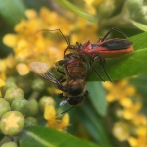 Gminatus australis at Yarralumla, ACT - 3 Jan 2021