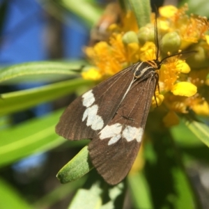 Nyctemera amicus at Yarralumla, ACT - 18 Jan 2021 10:06 AM