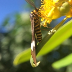 Nyctemera amicus at Yarralumla, ACT - 18 Jan 2021 10:06 AM