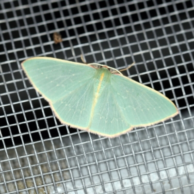 Chlorocoma melocrossa (Cream-fringed Emerald) at O'Connor, ACT - 3 Jan 2021 by ibaird