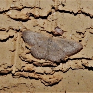 Scopula optivata at Wanniassa, ACT - 18 Jan 2021 10:32 PM