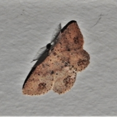 Casbia celidosema (A Geometer moth) at Wanniassa, ACT - 18 Jan 2021 by JohnBundock