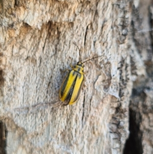 Xanthogaleruca luteola at Canberra, ACT - 19 Jan 2021