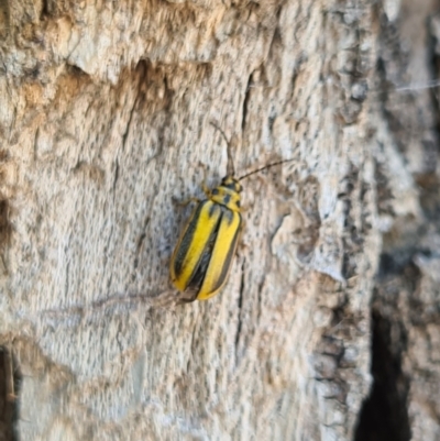 Xanthogaleruca luteola (Elm leaf beetle) at Canberra, ACT - 19 Jan 2021 by AaronClausen