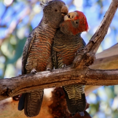 Callocephalon fimbriatum (Gang-gang Cockatoo) at Hughes, ACT - 19 Jan 2021 by LisaH