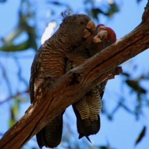 Callocephalon fimbriatum at Hughes, ACT - 19 Jan 2021