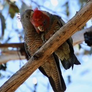 Callocephalon fimbriatum at Hughes, ACT - 19 Jan 2021