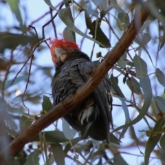 Callocephalon fimbriatum at Hughes, ACT - 19 Jan 2021