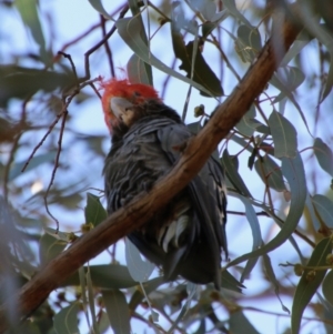 Callocephalon fimbriatum at Hughes, ACT - 19 Jan 2021