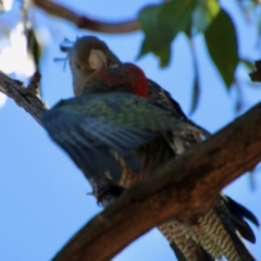 Callocephalon fimbriatum at Hughes, ACT - suppressed