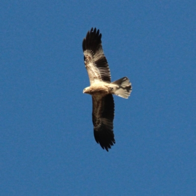 Haliastur sphenurus (Whistling Kite) at Murrumbateman, NSW - 13 Jan 2021 by davobj