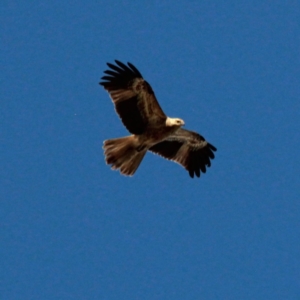 Haliastur sphenurus at Murrumbateman, NSW - 14 Jan 2021 08:59 AM