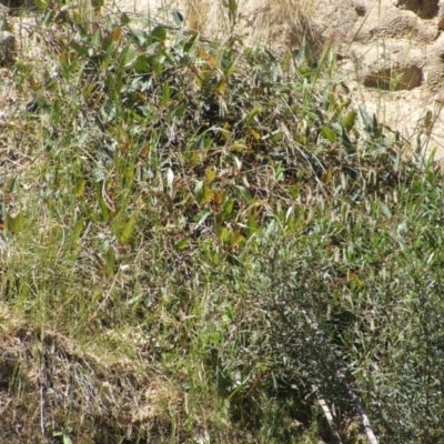 Hardenbergia violacea (False Sarsaparilla) at Nangus, NSW - 17 Oct 2011 by abread111