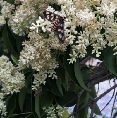 Amata (genus) (Handmaiden Moth) at QPRC LGA - 19 Jan 2021 by SusanStone