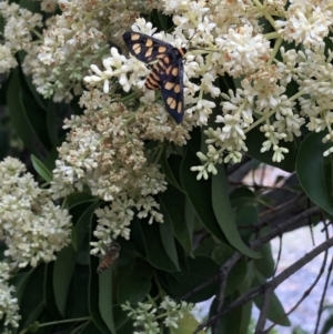 Amata (genus) at Burra, NSW - 19 Jan 2021