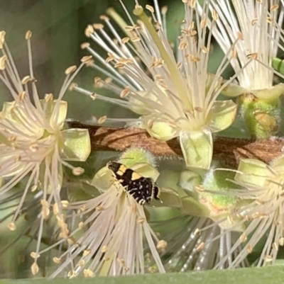 Glyphipterix chrysoplanetis (A Sedge Moth) at Murrumbateman, NSW - 19 Jan 2021 by SimoneC
