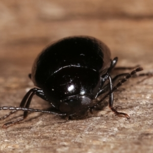 Amarygmus sp. (genus) at Melba, ACT - 9 Jan 2021