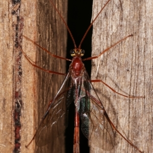 Dicamptus fuscicornis at Melba, ACT - 7 Jan 2021