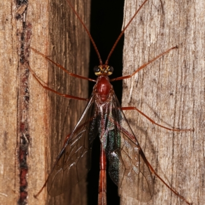 Dicamptus fuscicornis (Ichneumon wasp) at Melba, ACT - 7 Jan 2021 by kasiaaus
