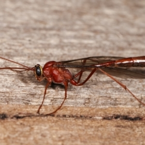 Dicamptus fuscicornis at Melba, ACT - 7 Jan 2021