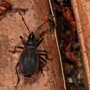 Dindymus sp. (genus) at Melba, ACT - 9 Jan 2021 10:01 PM