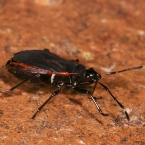 Dindymus sp. (genus) at Melba, ACT - 9 Jan 2021 10:01 PM