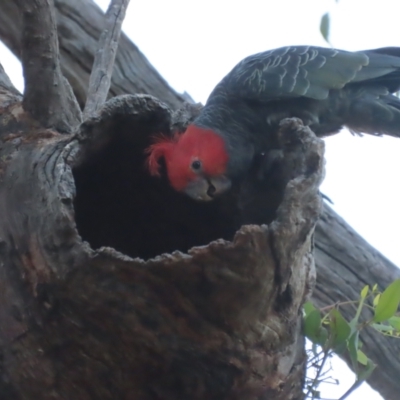 Callocephalon fimbriatum (Gang-gang Cockatoo) at GG130 - 18 Jan 2021 by roymcd