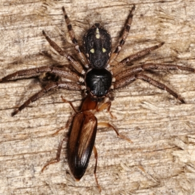 Tharpyna campestrata (Country Crab Spider) at Melba, ACT - 9 Jan 2021 by kasiaaus