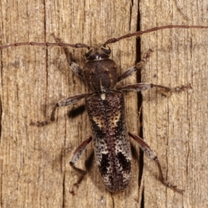 Phacodes personatus at Melba, ACT - 10 Jan 2021 09:53 PM