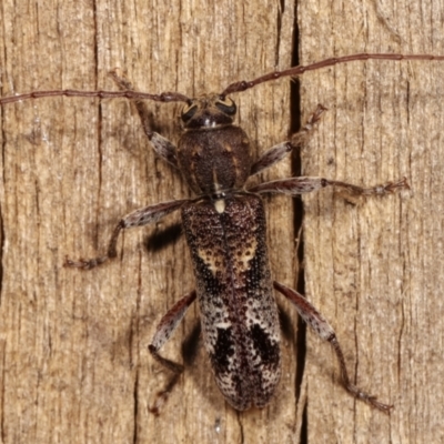 Phacodes personatus (Longhorn beetle) at Melba, ACT - 10 Jan 2021 by kasiaaus