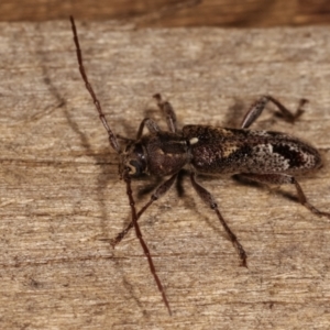 Phacodes personatus at Melba, ACT - 10 Jan 2021 09:53 PM