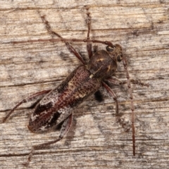 Phacodes personatus at Melba, ACT - 10 Jan 2021 09:53 PM